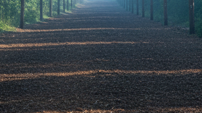 A meticulously maintained right-of-way corridor stretching into the distance, bordered by evenly spaced utility poles. The corridor floor is a smooth band of mulched vegetation, with no tall brush encroaching near the lines. On either side, dense East Texas forest stands in orderly contrast, clearly separated from the cleared path. Photographic realism with a low, centered composition emphasizing depth and perspective as the corridor narrows toward the horizon. Early morning light creates a cool, crisp atmosphere with long, gentle shadows from the poles and trees. The mood is professional, safe, and controlled, conveying reliability in ongoing right-of-way maintenance and long-term land stewardship.